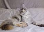 Nadin - Maine Coon Cat For Sale - Brooklyn&comma; NY&comma; US