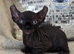 Sphynx Elf Black Boy Tron - Sphynx Cat For Sale/Service - Lockport&comma; IL&comma; US