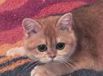Ursula - British Shorthair Cat For Sale - NY&comma; US