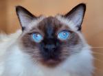 New Balinese Litter - Balinese Cat For Sale - Brooklyn&comma; NY&comma; US