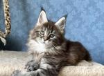 Intrigua - Maine Coon Cat For Sale - Miami&comma; FL&comma; US