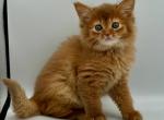 Terra - Somali Cat For Sale - Norwalk&comma; CT&comma; US