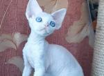 Derika - Devon Rex Cat For Sale - Norwalk&comma; CT&comma; US