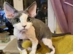 Whiskey - Devon Rex Cat For Sale - Norwalk&comma; CT&comma; US