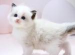 Olya - Ragdoll Cat For Sale - Miami&comma; FL&comma; US