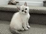 Tom - Scottish Straight Cat For Sale - Roseville&comma; CA&comma; US