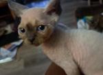 Blue pointed Barnaby - Devon Rex Cat For Sale - Stanford&comma; MT&comma; US