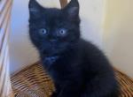 Scottish kittens - Scottish Fold Cat For Sale - Philadelphia&comma; PA&comma; US