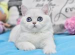 Riana - British Shorthair Cat For Sale - Hollywood&comma; FL&comma; US