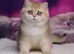 Franciska - British Shorthair Cat For Sale - Hollywood&comma; FL&comma; US