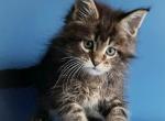 Marisol Reina - Maine Coon Cat For Sale - Hollywood&comma; FL&comma; US