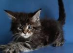 Marinello - Maine Coon Cat For Sale - Hollywood&comma; FL&comma; US