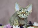 Debbie - Devon Rex Cat For Sale - Norwalk&comma; CT&comma; US