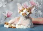 Daniel - Devon Rex Cat For Sale - Norwalk&comma; CT&comma; US