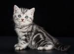 Queenie - British Shorthair Cat For Sale - Miami&comma; FL&comma; US