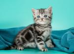 Quill - British Shorthair Cat For Sale - Miami&comma; FL&comma; US