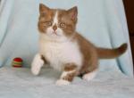 Iriska - Scottish Straight Cat For Sale - Hollywood&comma; FL&comma; US