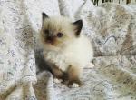 Josephine - Ragdoll Cat For Sale - Los Angeles&comma; CA&comma; US