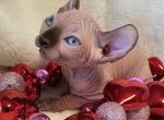 Elf Girl Angel Ready to go home now Chicago IL - Sphynx Cat For Sale/Service - Lockport&comma; IL&comma; US