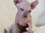 Elf Boy Nikki - Sphynx Cat For Sale - Lockport&comma; IL&comma; US
