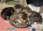 Marble Bengal Scottish Folds - Bengal Cat For Sale - Denver&comma; CO&comma; US
