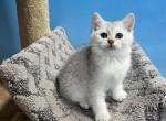Mia - Scottish Straight Cat For Sale - Renton&comma; WA&comma; US