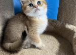 Leo - British Shorthair Cat For Sale - Renton&comma; WA&comma; US