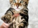 Dandelion Brown Marble Bengal Kitten - Bengal Cat For Sale - Sunbury&comma; OH&comma; US