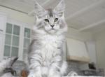 Sherlynx Zein - Maine Coon Cat For Sale - Grayslake&comma; IL&comma; US