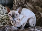 Sonya - Sphynx Cat For Adoption - Mundelein&comma; IL&comma; US