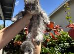 Ricky - Maine Coon Cat For Sale - Hollywood&comma; FL&comma; US
