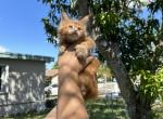 Apricot - Maine Coon Cat For Sale - Hollywood&comma; FL&comma; US
