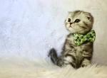 Scottish fold male - Scottish Fold Cat For Sale - Iva&comma; SC&comma; US