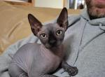 Stella - Sphynx Cat For Sale - Rockford&comma; IL&comma; US