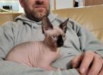 Sage - Sphynx Cat For Sale - Rockford&comma; IL&comma; US