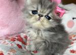 Kiki - Persian Cat For Sale - Fort Worth&comma; TX&comma; US