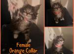 Madam FiFi kittens - Maine Coon Cat For Sale - Hyde Park&comma; NY&comma; US