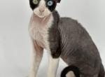 Odd eyed bicolor male Bubba - Devon Rex Cat For Sale - Brooksville&comma; FL&comma; US