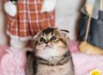 Bogdana sweet golden chinchila scottish fold girl - Scottish Fold Cat For Sale - CA&comma; US