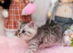 Snow leopard boy silver spotted tabby - Scottish Straight Cat For Sale - CA&comma; US