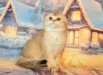 Patric golden chinchilla scottish fold boy - Scottish Fold Cat For Sale - CA&comma; US