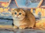 Patricia golden chincilla scottish fold girl - Scottish Fold Cat For Sale - CA&comma; US