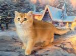 Pamela golden chinchilla scottish straight girl - Scottish Straight Cat For Sale - CA&comma; US