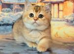 Paula golden chinchilla scottish straight girl - Scottish Straight Cat For Sale - CA&comma; US