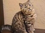 Leopard cub Charm brown tabby chunky boy - Scottish Straight Cat For Sale - CA&comma; US