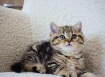 Tiger cub Maris golden tabby chunky cheeks boy - British Shorthair Cat For Sale - CA&comma; US