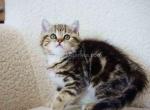 Baby tiger Merlin golden butterfly tabby boy - British Shorthair Cat For Sale - CA&comma; US