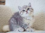Blue golden british shorthair boy Marmelad - British Shorthair Cat For Sale - CA&comma; US