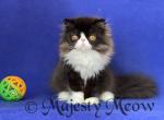 Tyson - Persian Cat For Sale - Yucca Valley&comma; CA&comma; US