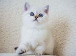 Blue eyed little angel Malvina british shorthair - British Shorthair Cat For Sale - CA&comma; US